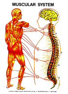 thumb_muscular_system